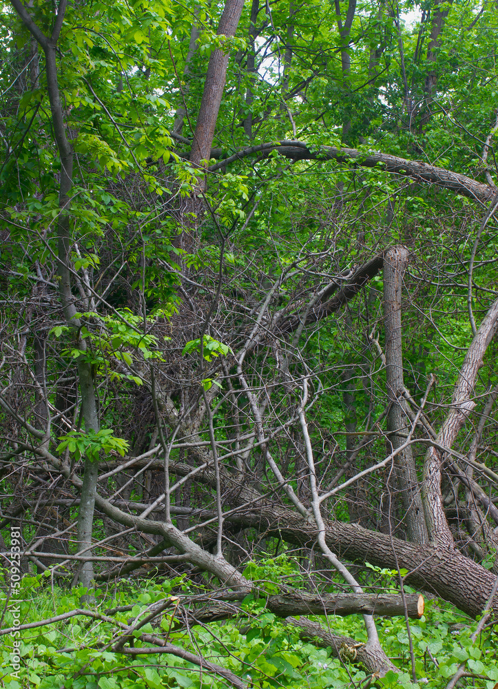 Fototapeta premium Fallen tree in the woods after a summer storm