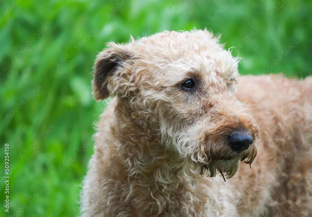 Cute dog outdoors. Pet in a summer park. Cute dog outdoors. Pet in a summer park.