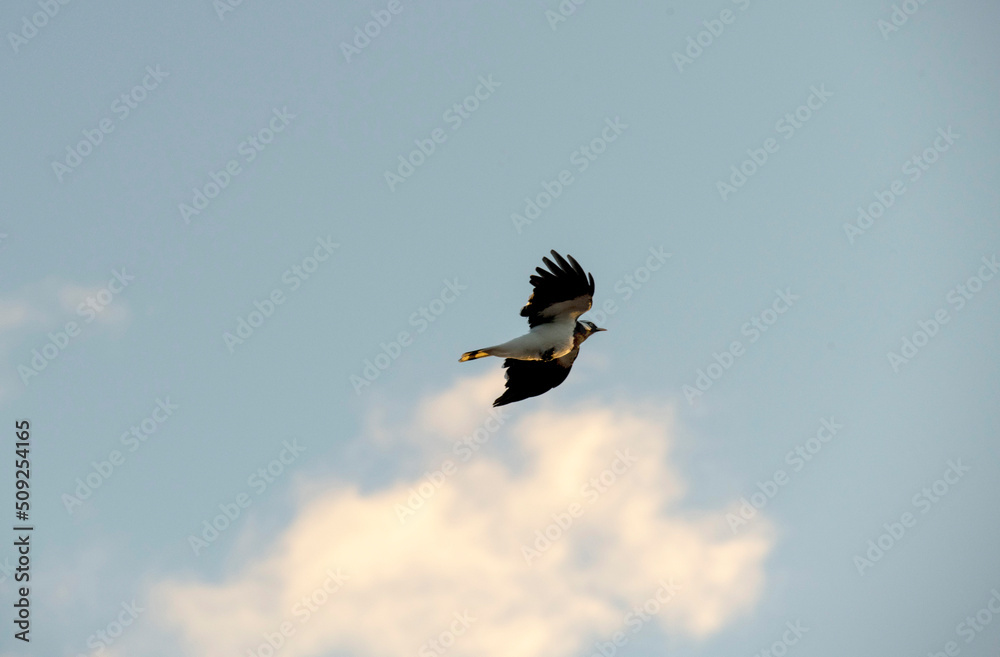 Fototapeta premium Birds flying in the sky