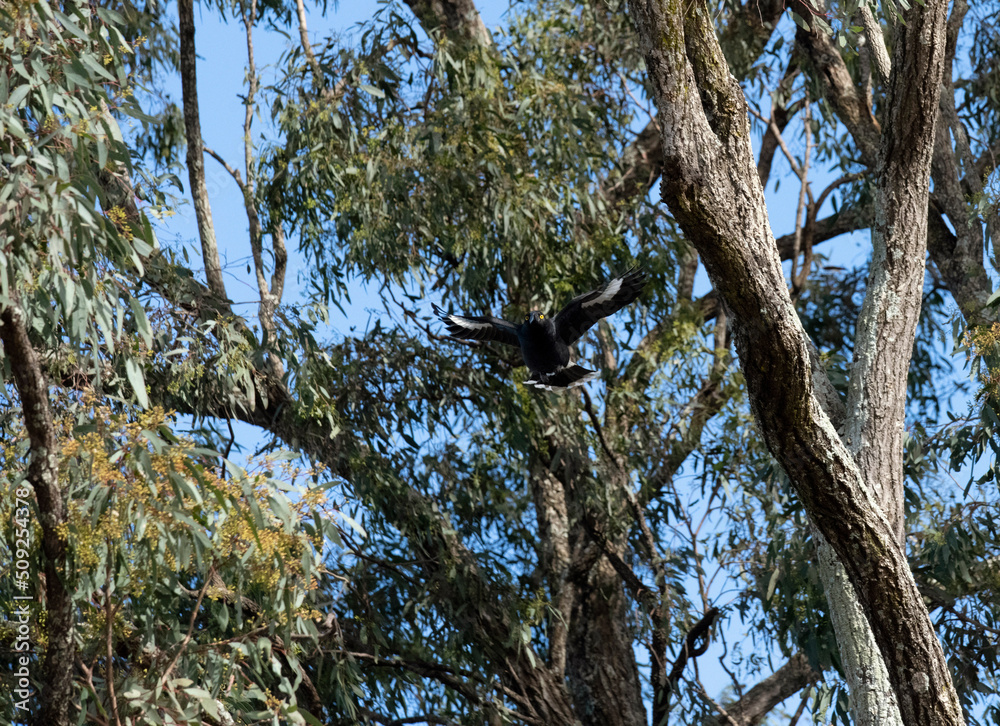 Australian Pied Currawong (Strepera graculina) Australian Pied Currawong (Strepera graculina)