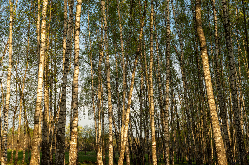 Birch grove in spring. Tree trunks, greenery at sunset. Birch grove in spring. Tree trunks, greenery at sunset.