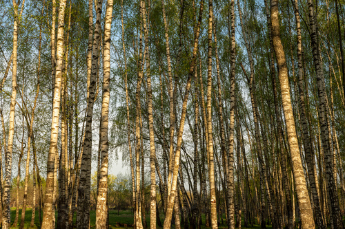 Birch grove in spring. Tree trunks  greenery at sunset. 