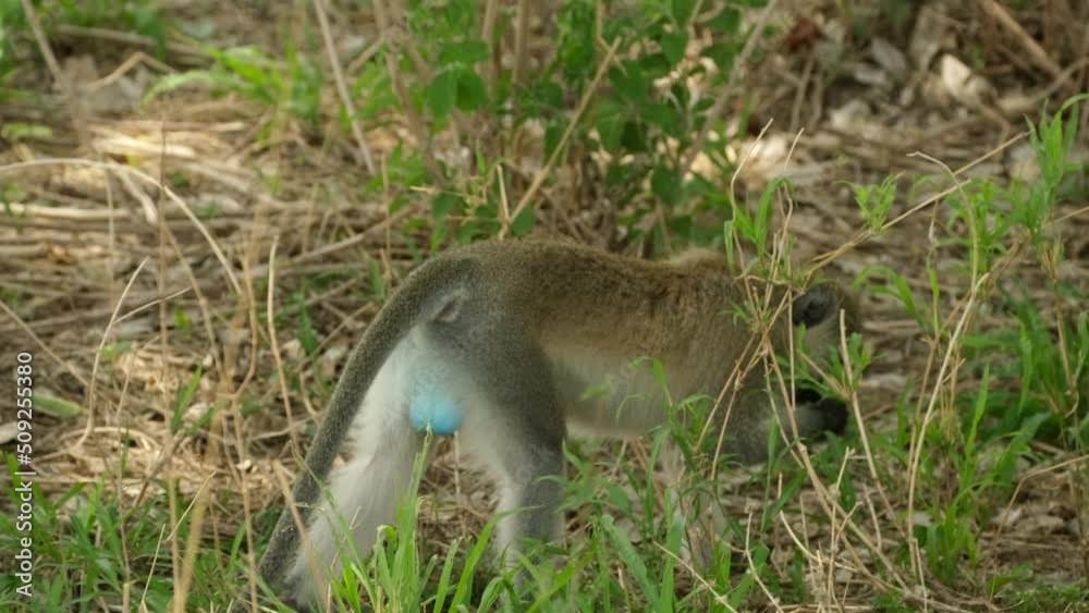 The Vervet monkey descended to the ground and gets himself delicious fruits by turning his back and showing off his huge blue eggs The Vervet monkey descended to the ground and gets himself delicious fruits by turning his back and showing off his huge blue eggs