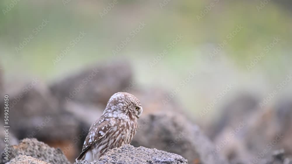 Little owl in natural habitat Athene noctua. Little owl in natural habitat Athene noctua.