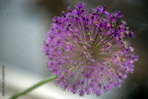 close up of a purple flower  sweden  nacka