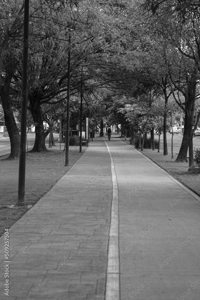 Obraz premium alley in the park