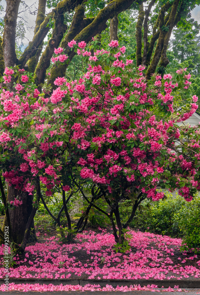 Red Rhododendrons blooming in Salem Oregon.  Ground covered with blossoms