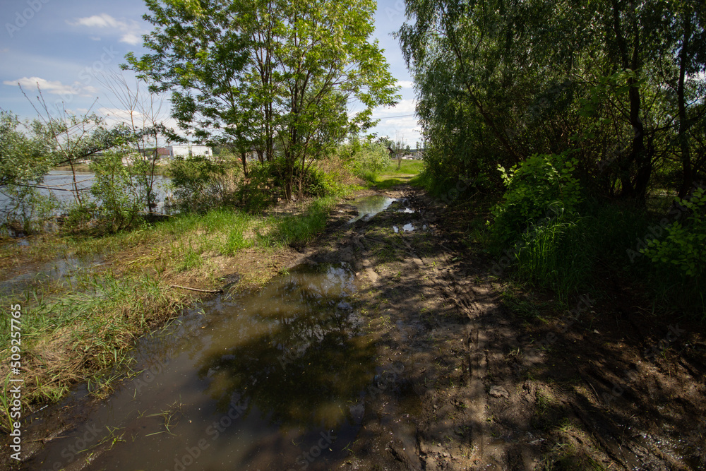 Fototapeta premium path in the woods