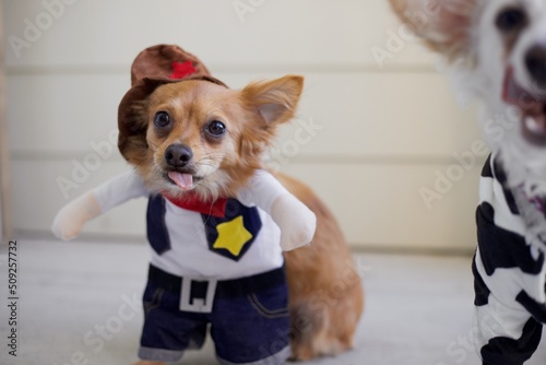 chihuahua dog with toy