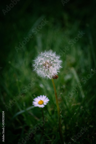 The beautiful dandelion with a friend