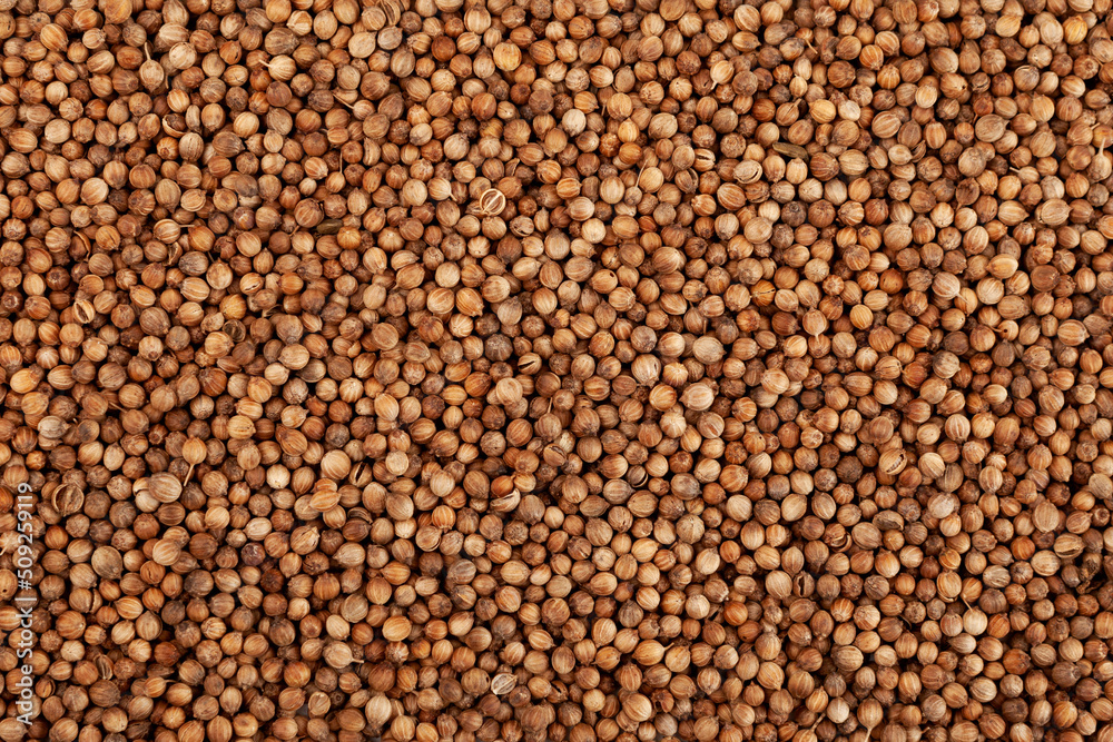 Dried coriander seeds, close-up. Savoury spice. Food background, Design element Dried coriander seeds, close-up. Savoury spice. Food background, Design element