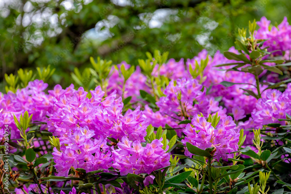 Selective focus of Rhododendron (Ericaceae) full bloom on the tree in garden, Branches of purple flowers are blossom in the park, A shrub or small tree of the heath family, Nature floral background. Selective focus of Rhododendron (Ericaceae) full bloom on the tree in garden, Branches of purple flowers are blossom in the park, A shrub or small tree of the heath family, Nature floral background.