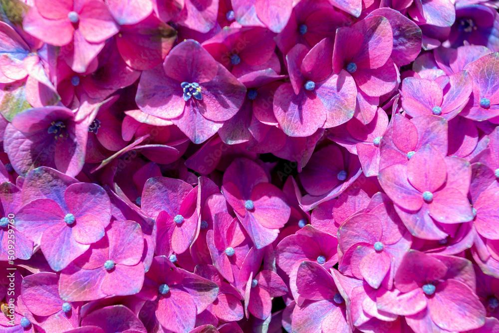 Close up of purple Hydrangea common names hortensia with selective focus, Bushes of colourful red pink flowers in the garden, Ornamental flower background, Nature floral pattern texture. Close up of purple Hydrangea common names hortensia with selective focus, Bushes of colourful red pink flowers in the garden, Ornamental flower background, Nature floral pattern texture.