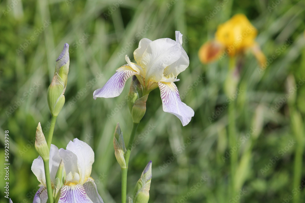 White-purple iris flower close-up in summer garden White-purple iris flower close-up in summer garden
