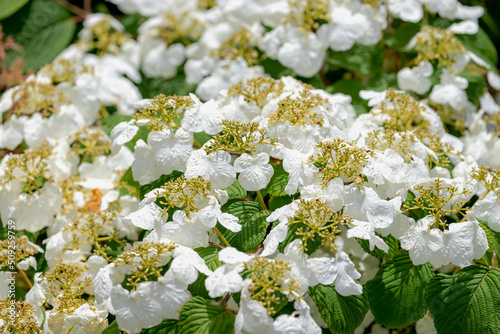 Selective focus of white cream flower of Japanese snowball blooming in the garden with geen leaves, Viburnum plicatum is a species of flowering plant in the family Adoxaceae, Natural floral background photo