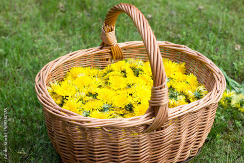 Wicker basket full of dandelions on the lawn