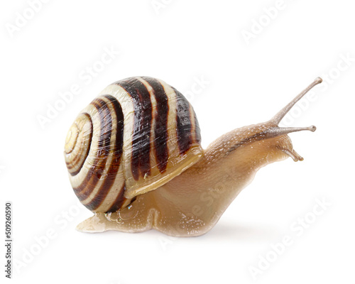 Garden banded snail photo