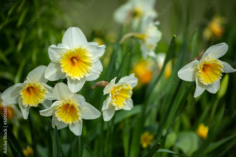 White daffodils in the park. Selective focus, shallow depth of field White daffodils in the park. Selective focus, shallow depth of field