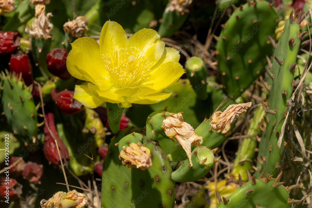 Remarkable green cactus with yellow flowers, called prickly pear, in full bloom in June. Remarkable green cactus with yellow flowers, called prickly pear, in full bloom in June.