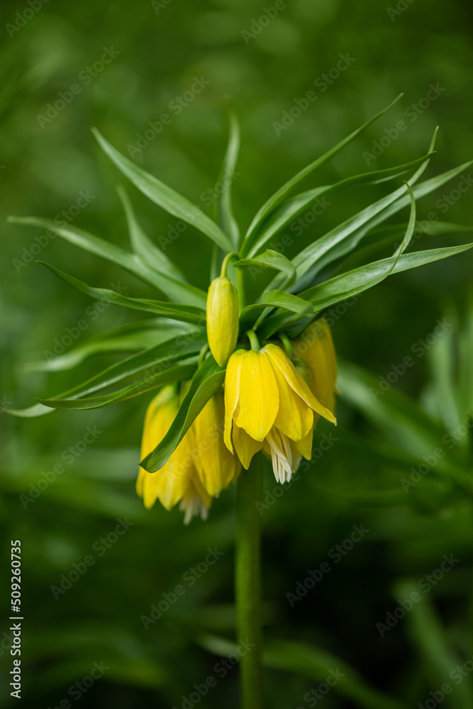 Fritillaria Imperialis is yellow, blooming in the garden. Selective focus, shallow depth of field. Fritillaria Imperialis is yellow, blooming in the garden. Selective focus, shallow depth of field.