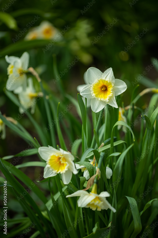 White daffodils in the park. Selective focus, shallow depth of field White daffodils in the park. Selective focus, shallow depth of field
