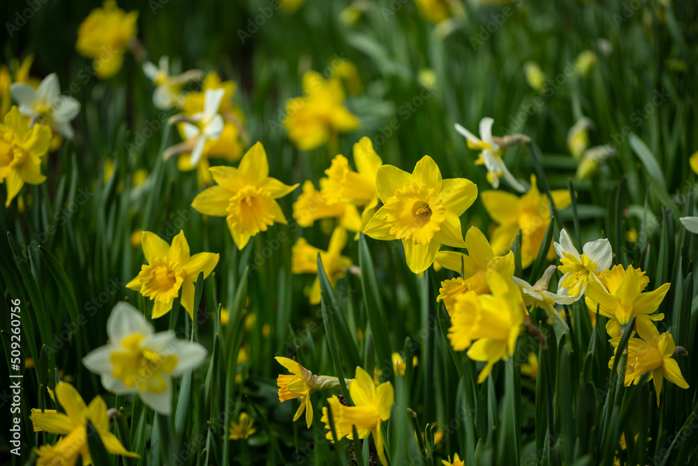 Obraz premium Yellow daffodils bloom in the park. Selective focus, shallow depth of field