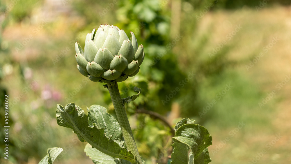 Close-up of a ripening artichoke in early June in the vegetable patch Close-up of a ripening artichoke in early June in the vegetable patch