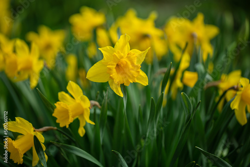 Yellow daffodils bloom in the park. Selective focus, shallow depth of field
