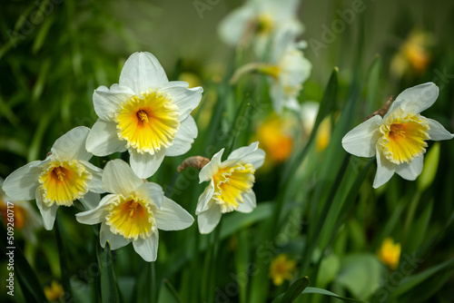 White daffodils in the park. Selective focus, shallow depth of field