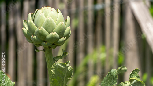 Close-up of a ripening artichoke in early June in the vegetable patch photo