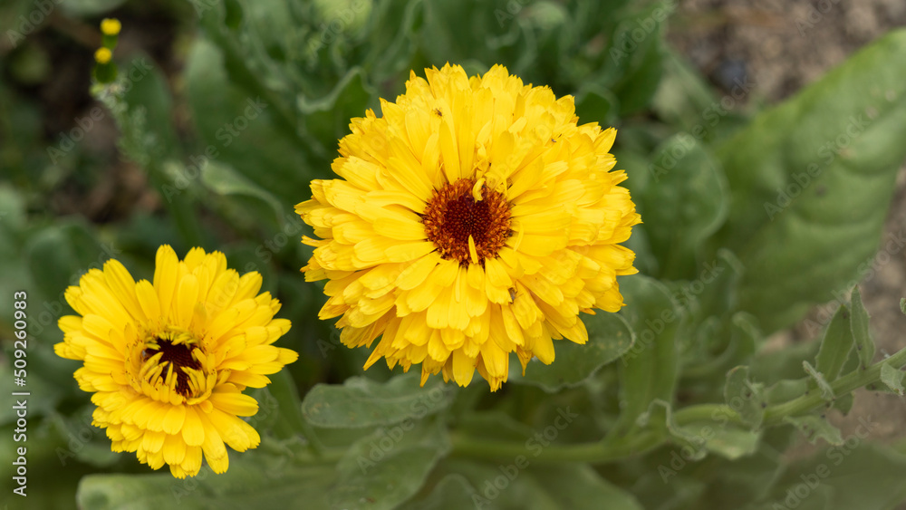Yellow marigold flowers, in the vegetable garden, in June, companion plant, close-up Yellow marigold flowers, in the vegetable garden, in June, companion plant, close-up