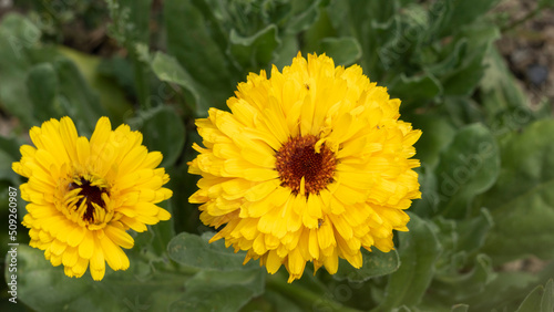 Yellow marigold flowers, in the vegetable garden, in June, companion plant, close-up