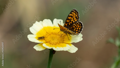 Black and orange butterfly, called “checkerboard athalie” browsing an edible chrysanthemum flower, and small wasp, early June © GlobalMedia
