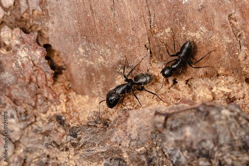 Black garden ant or common black ant © Jan