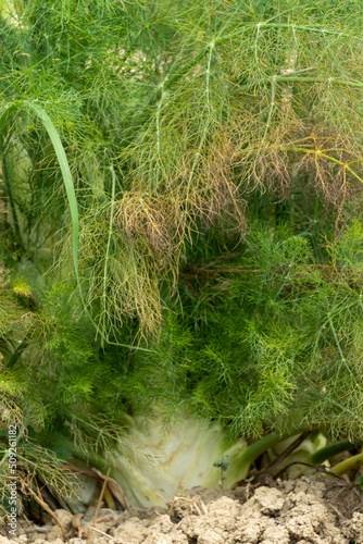 Ripening fennel plants in the vegetable garden in June