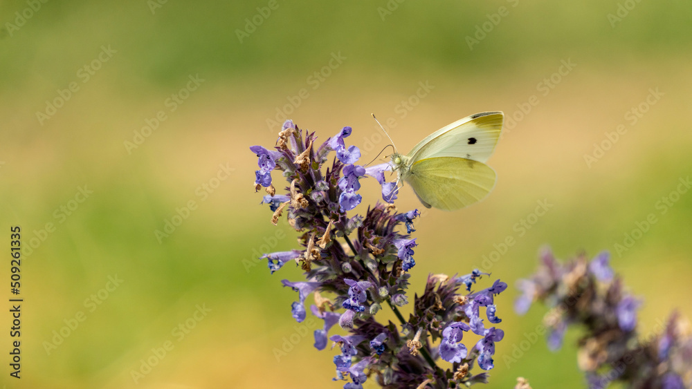 Pretty white butterfly with a black dot, called cabbage butterfly, seeking nectar on a blue flowering plant, in the vegetable garden, in June Pretty white butterfly with a black dot, called cabbage butterfly, seeking nectar on a blue flowering plant, in the vegetable garden, in June