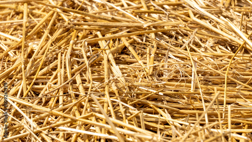 Close-up of dried straw to protect crops from drought, in vegetable garden