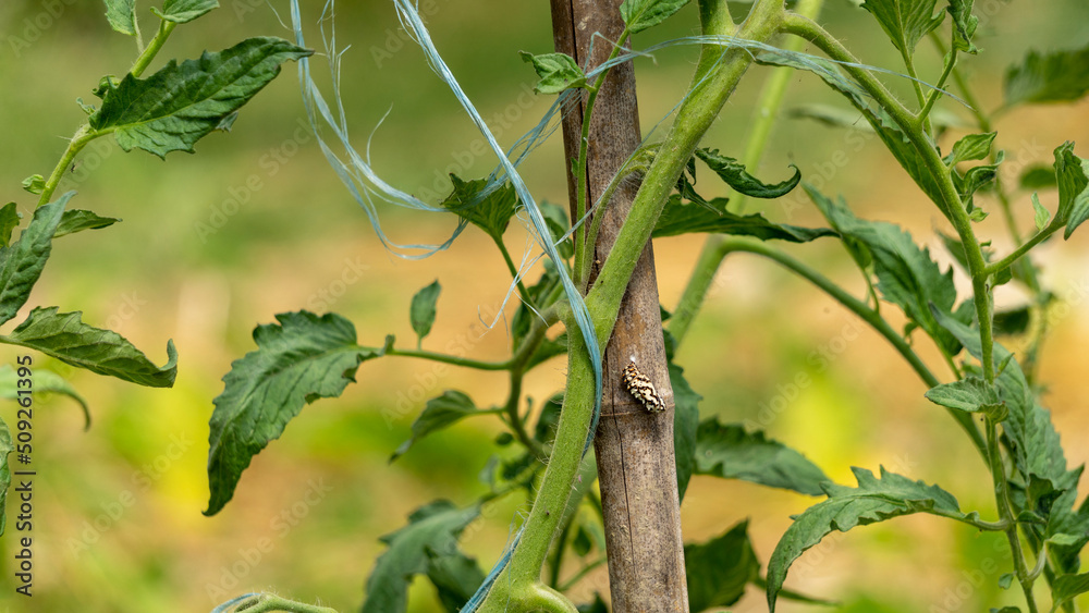 Chrysalis of orange moth, future orange butterfly covered with black spots, on a tomato plant stake, in June, in the vegetable garden