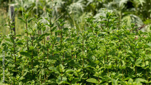 Close up of leafy mint plants in June in the vegetable garden