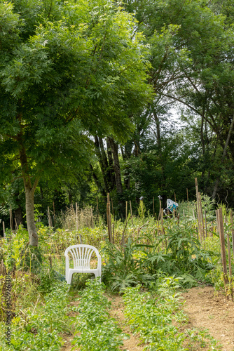 Fototapeta Naklejka Na Ścianę i Meble -  In the vegetable garden in June, chair to sit in the shelter under a tree in the middle of the crops