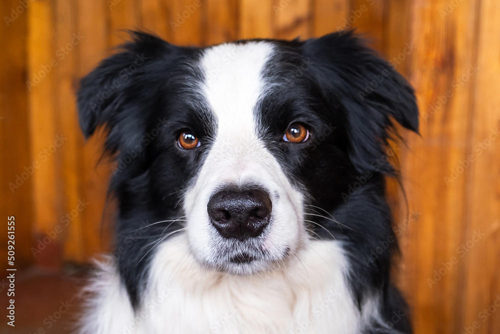 Funny portrait of puppy dog border collie indoors. Cute pet dog resting playing at home. Pet animal life concept