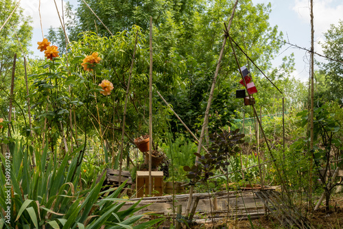 Vegetable orchard, adorned with an orange rosebush, bamboo stakes, beautifully arranged earthen pots and crates to protect the crops, in June