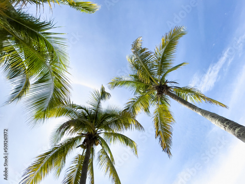 leaves of the crown of a coconut tree seen from below against blue sky