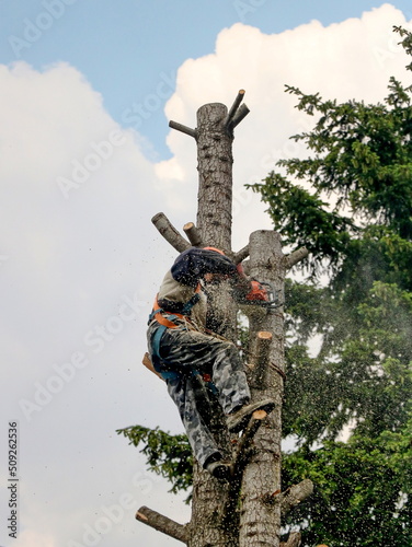 Lumberjack hangs on a safety belt on a larch tree and uses a chainsaw to cut a tree trunk
