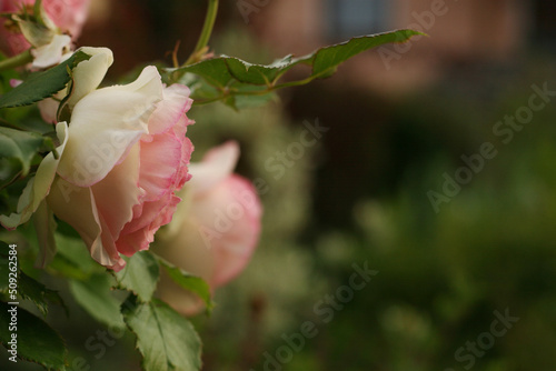 One white-pink Rose with green leaves  rose bush and blurred house on the background with soft focus. Salmon color rose. Copy Space. Close-up