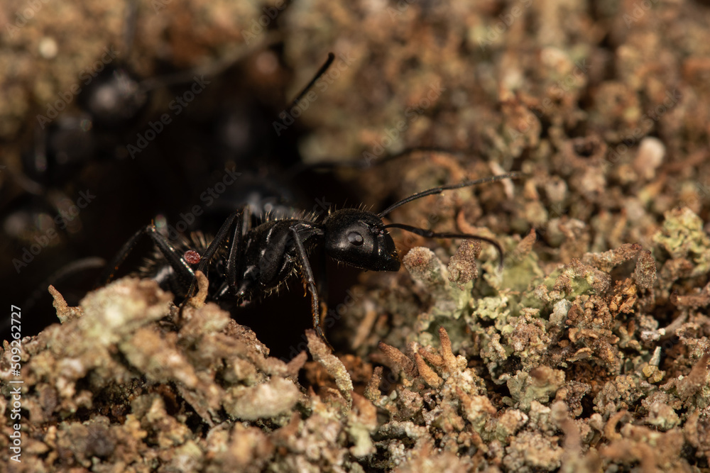 Ant close detail Ant close detail
