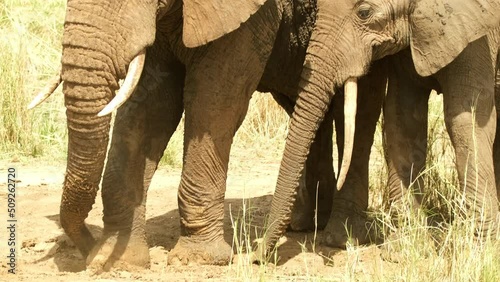 An elephant with a big penis stands next to the elephant and picks something in the ground with his trunk and leg. A pair of elephants in the wild nature of the African savannah. photo