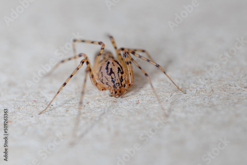 Fotografie Closeup picture of the spitting spider Scytodes thoracica (Araneae: Scytodidae), a common and cosmopolitan house spider photographed on white background