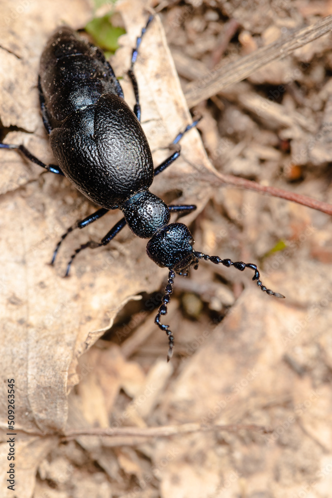 The blister beetle closeup