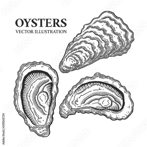 Oysters engraving black and white vector illustration. Hand drawn mollusks in shells in a vintage style.
